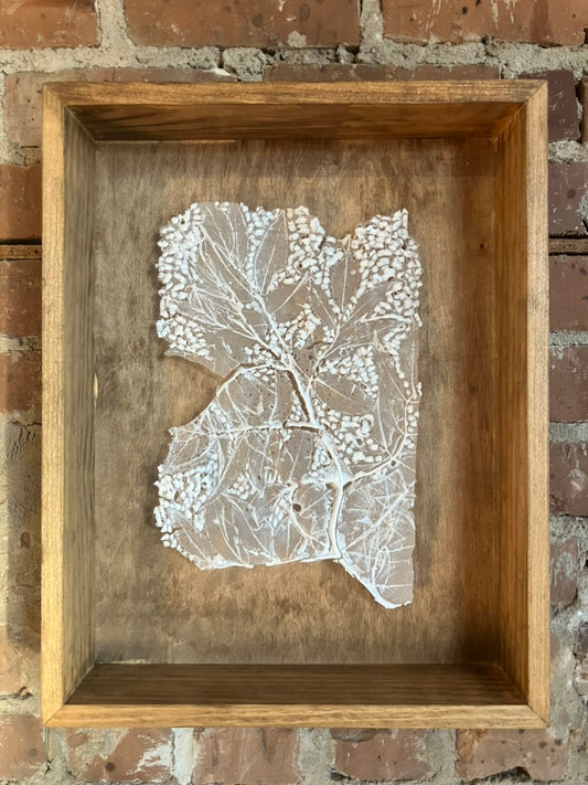 White Elderberry Glass Print