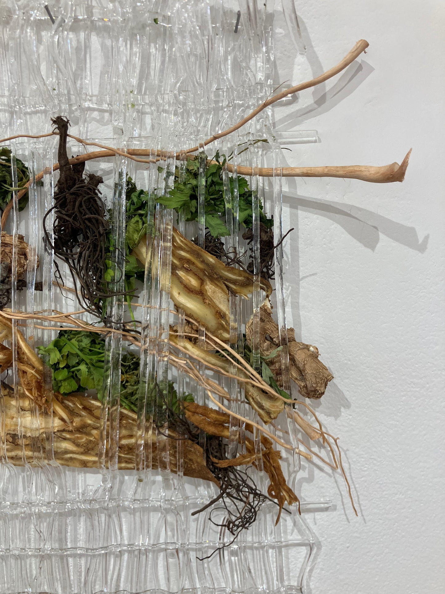 Angelica spp., Ascorbic Acid, Acetaea racemosa, Gossypium herbaceum, Petroselinum crispum, Zingiber officialis over 18 days