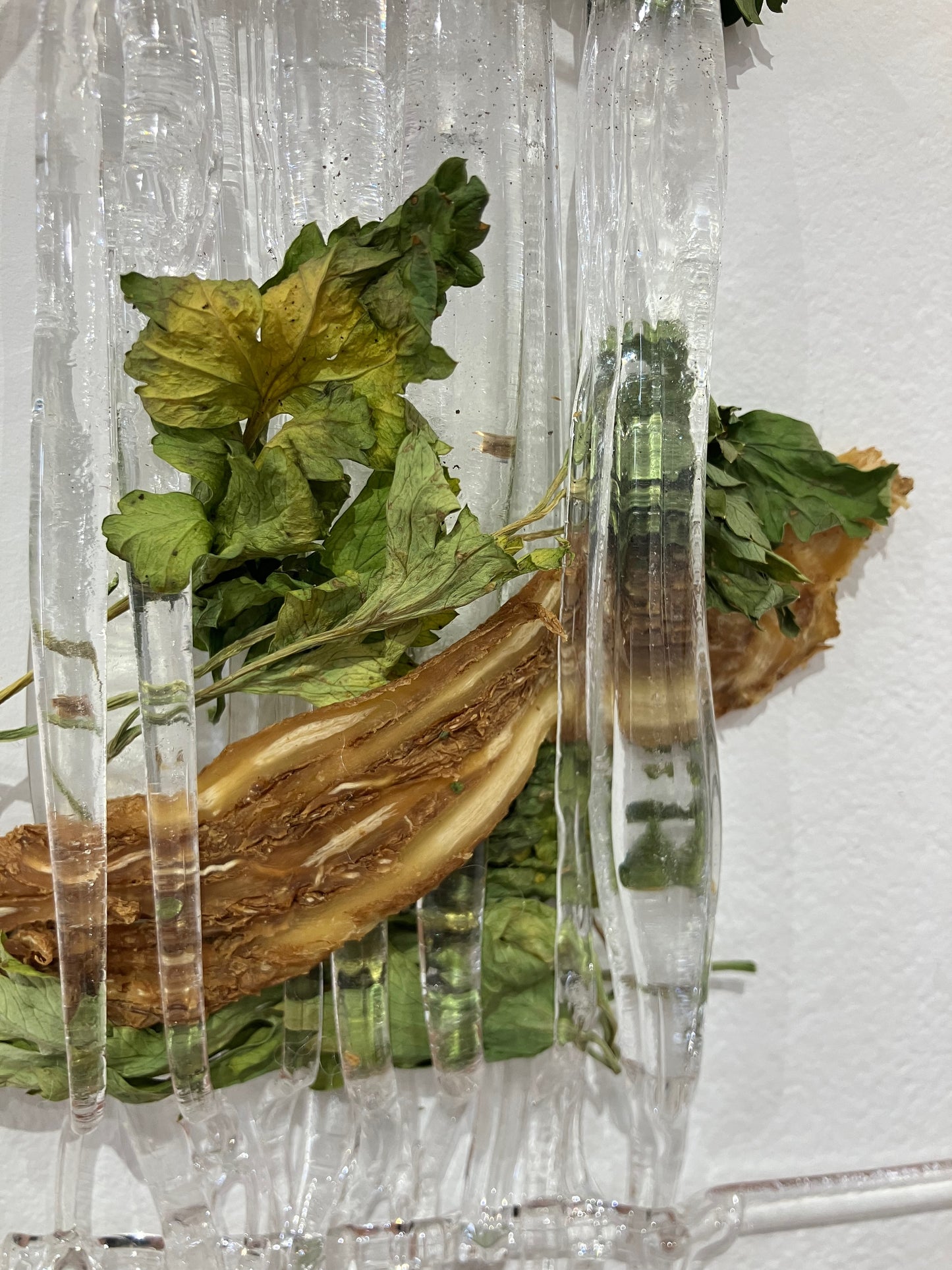 Angelica spp., Ascorbic Acid, Petroselinum crispum over 11 days