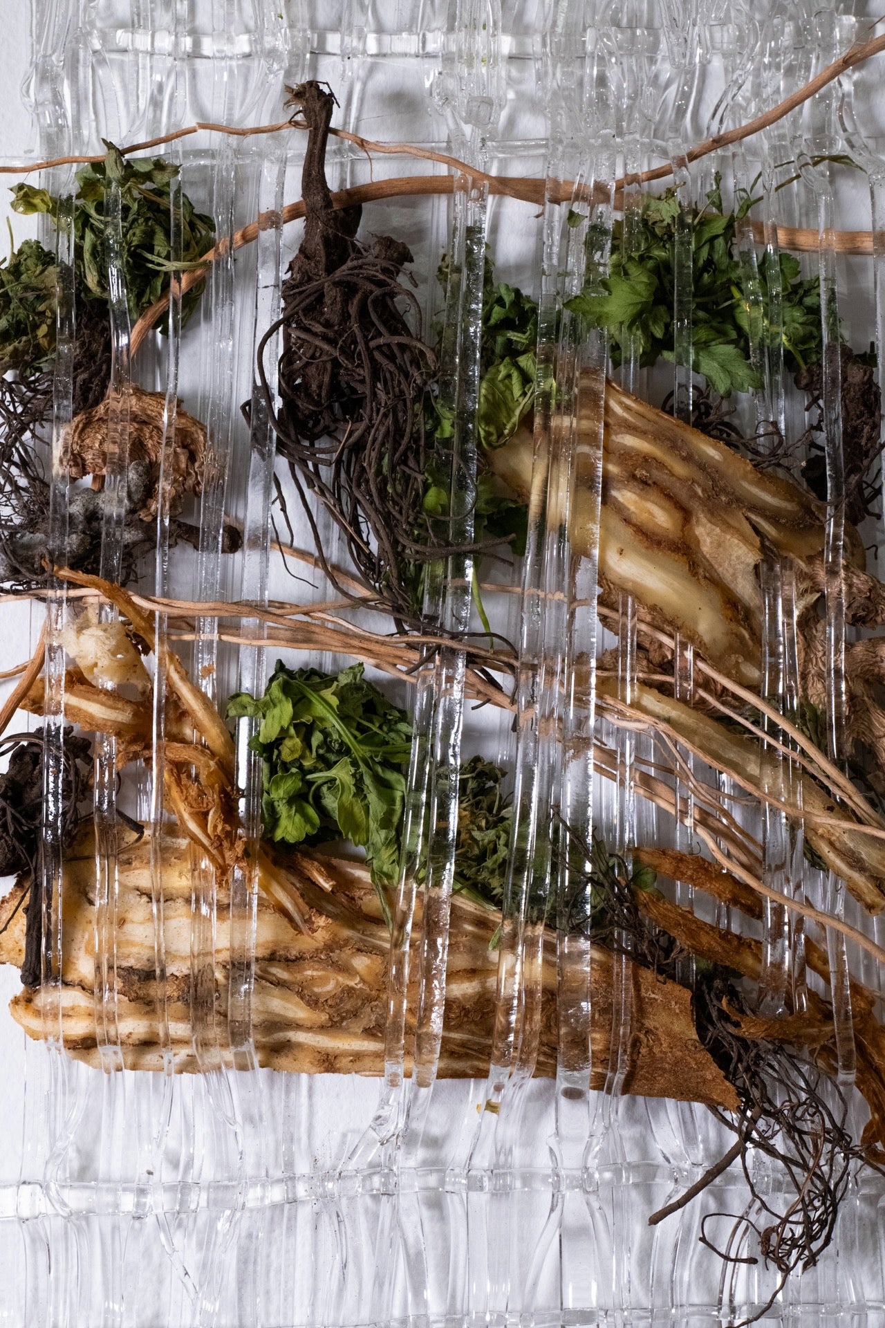 Angelica spp., Ascorbic Acid, Acetaea racemosa, Gossypium herbaceum, Petroselinum crispum, Zingiber officialis over 18 days