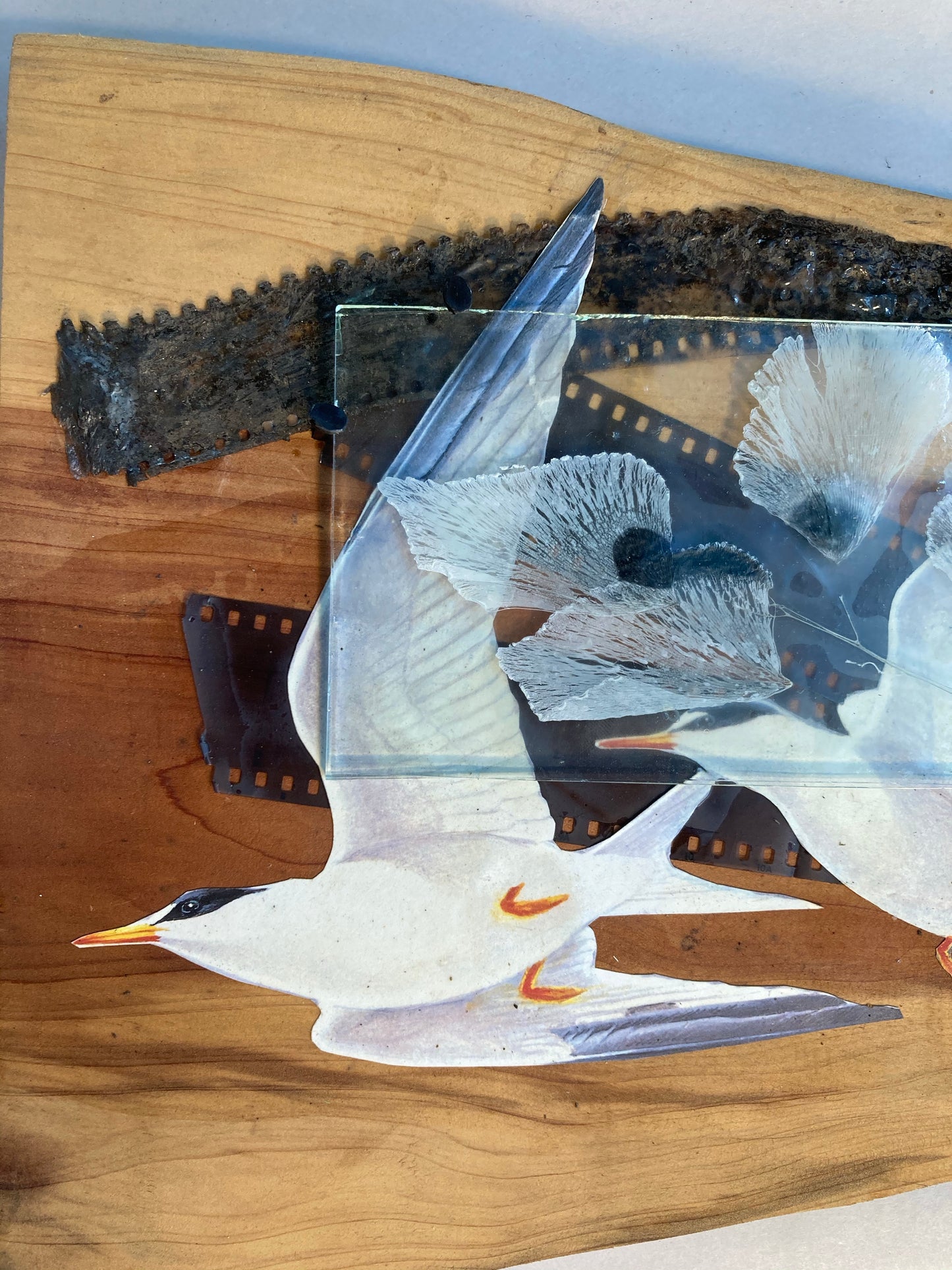 Tern and Maidenhair Fern, Pandemic Collage Collection