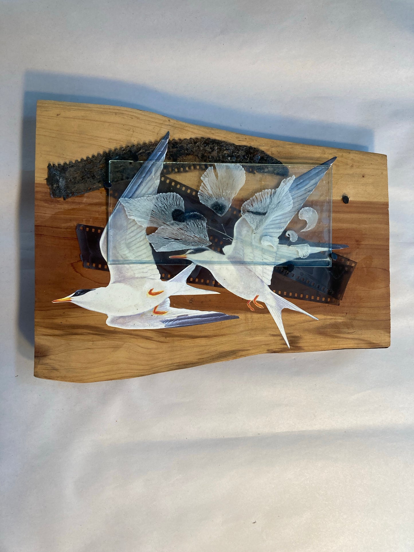 Tern and Maidenhair Fern, Pandemic Collage Collection