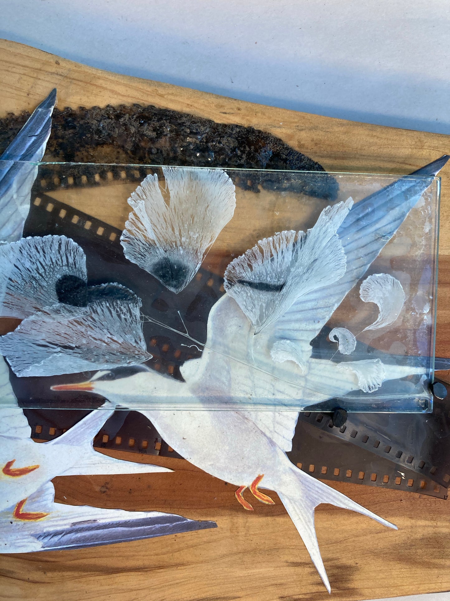 Tern and Maidenhair Fern, Pandemic Collage Collection
