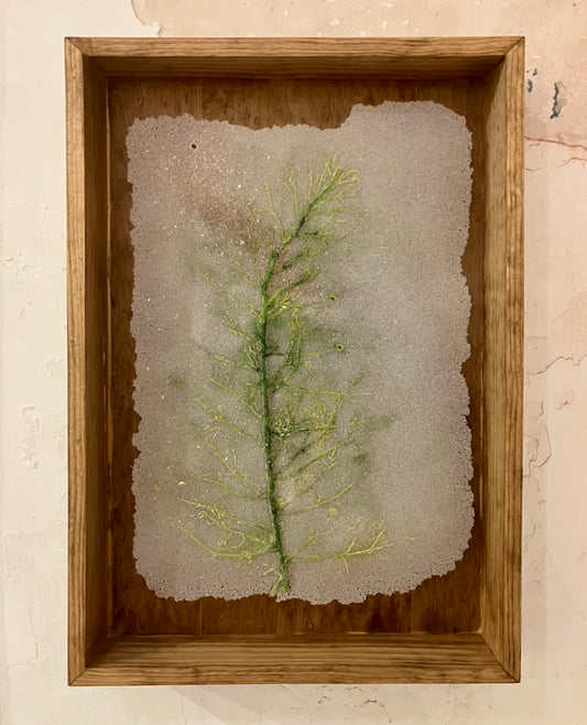Single Mugwort Glass Print