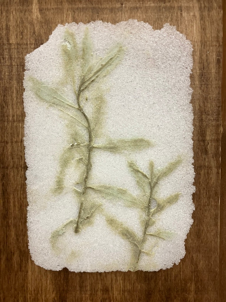Tarragon