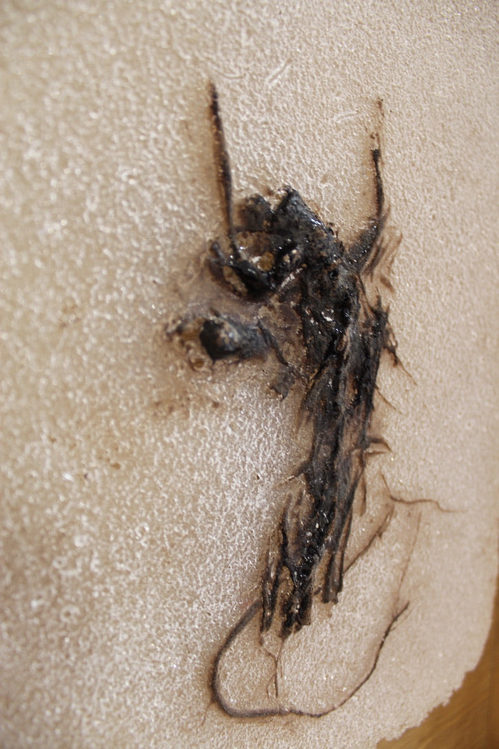 Abortifacient Glass Prints